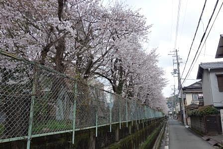 兵庫県立大学環境人間学部の桜並木