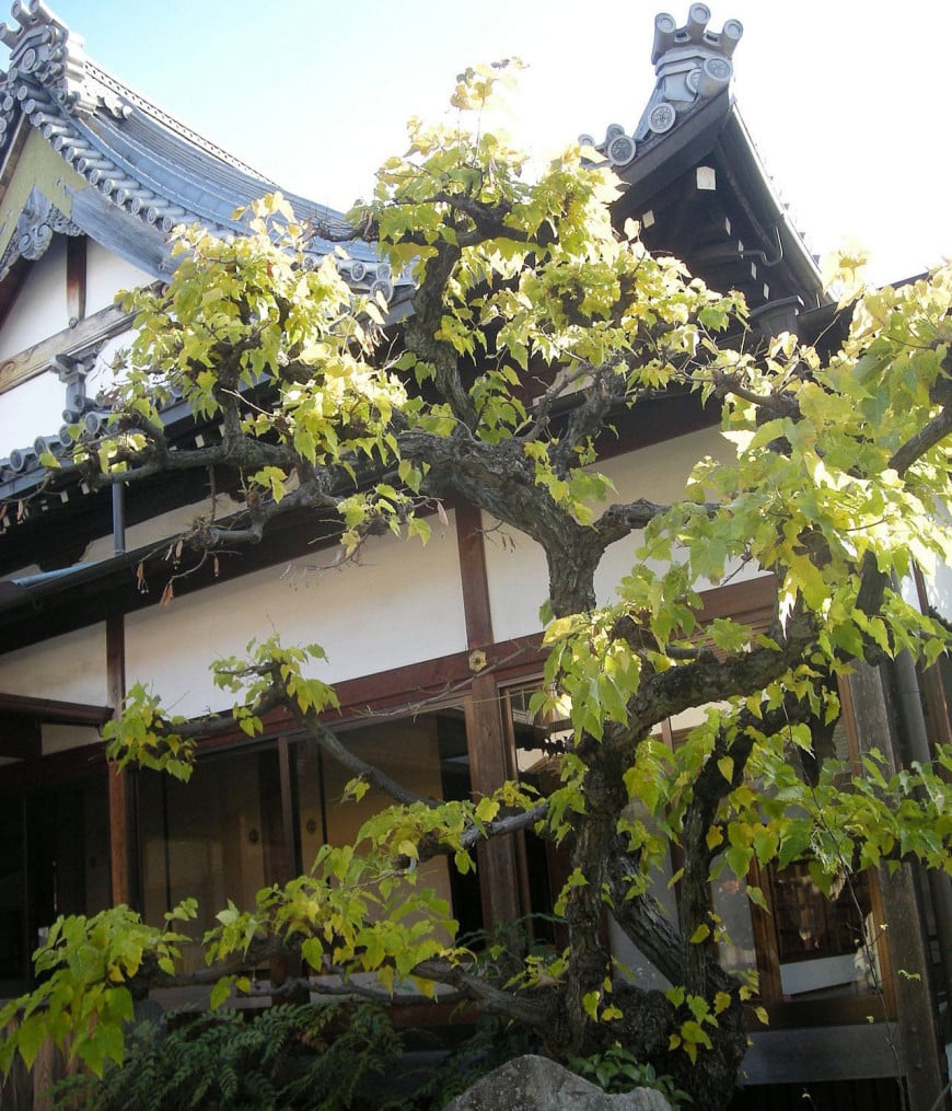 善養寺の菩提樹